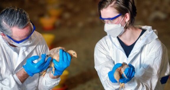 Aviculteurs : le plan de vaccination contre la grippe aviaire est d&eacute;voil&eacute;