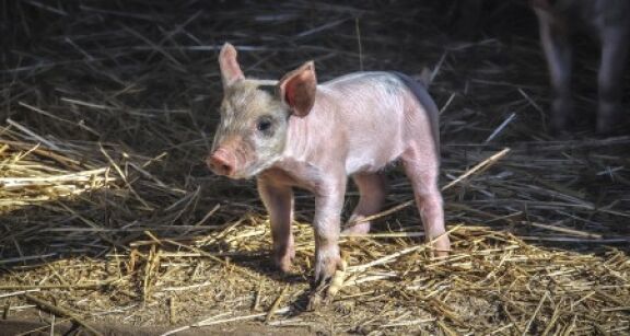 Eleveurs de porcs : ouverture du march&eacute; australien &agrave; la viande de porc fran&ccedil;aise