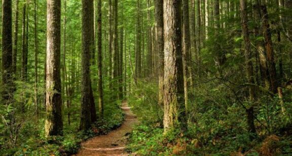 Des am&eacute;nagements pour le dispositif Defi-for&ecirc;t