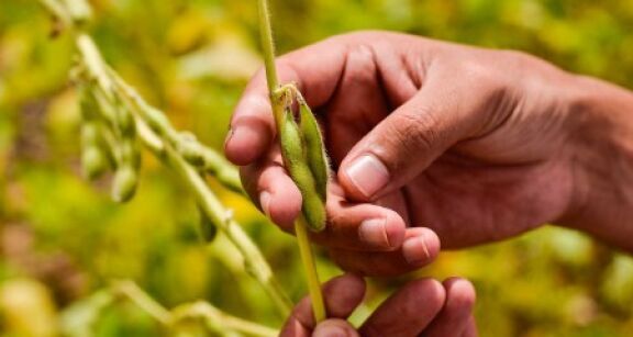 Riz, fourrages s&eacute;ch&eacute;s, ol&eacute;agineux, prot&eacute;agineux, soja : organisations de producteurs