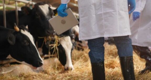 &Eacute;levage de ruminants : lutte contre la maladie h&eacute;morragique &eacute;pizootique