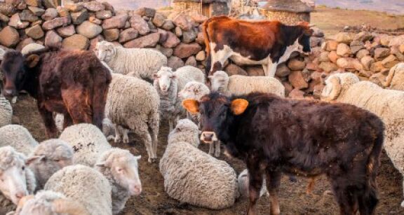Elevage bovin, ovin et caprin : montant des aides Pac 2023