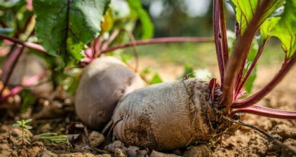 Producteurs de betteraves : les cultures autoris&eacute;es apr&egrave;s l’usage de n&eacute;onicotino&iuml;des