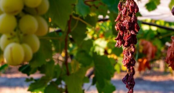 Viticulteurs : des pr&ecirc;ts bonifi&eacute;s pour rembourser les PGE
