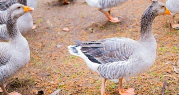 Aviculteurs : le risque de grippe aviaire repasse au niveau mod&eacute;r&eacute;