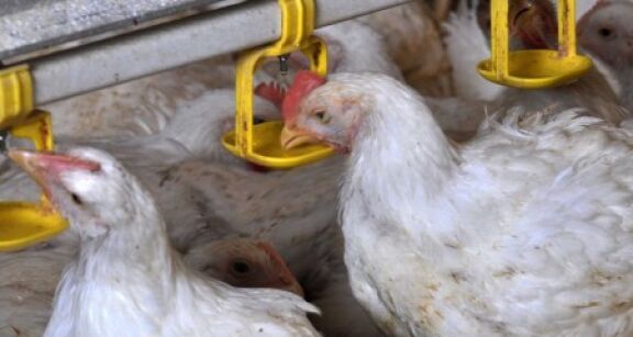 Aviculture : le risque de grippe aviaire port&eacute; au niveau « &eacute;lev&eacute; »