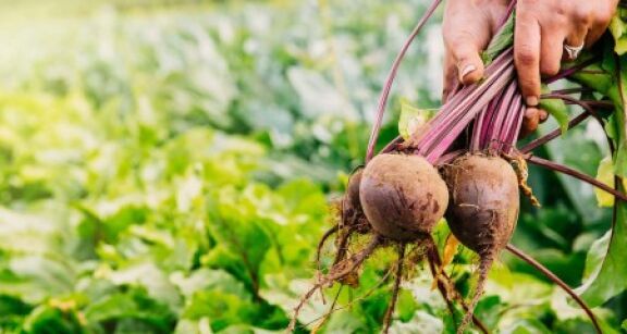 Producteurs de chicor&eacute;e et de betteraves : retrait du triflusulfuron