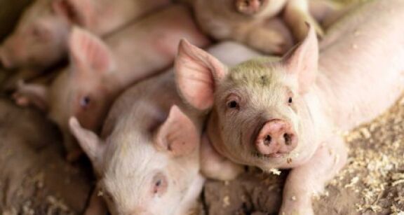 &Eacute;levage porcin : un plan pour mieux pr&eacute;venir la peste porcine africaine