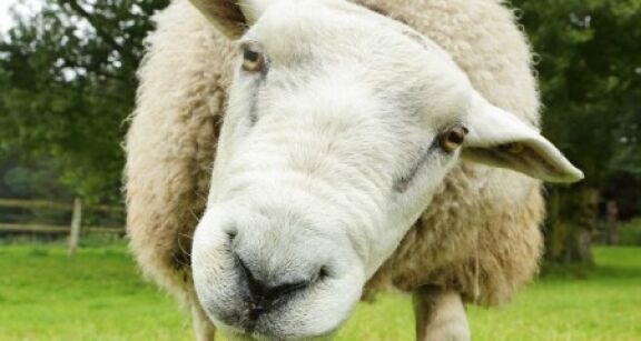 &Eacute;leveurs : vous pouvez demander les aides animales 2024