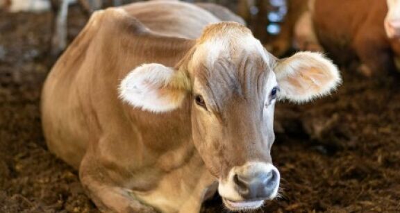 &Eacute;levages bovin et ovin : aide aux &eacute;leveurs touch&eacute;s par la MHE