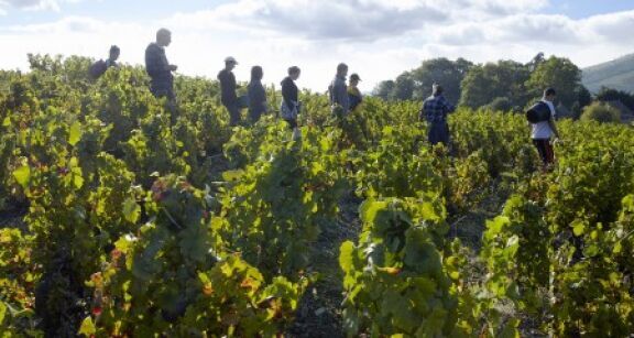 Travailleurs agricoles occasionnels : option pour la r&eacute;duction g&eacute;n&eacute;rale des cotisations