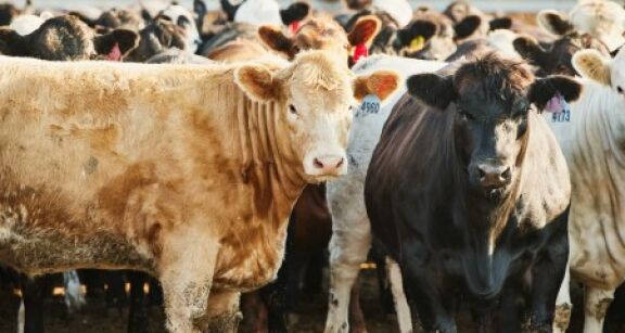 &Eacute;levages bovin et ovin : pr&eacute;cisions sur l’aide aux &eacute;leveurs touch&eacute;s par la MHE