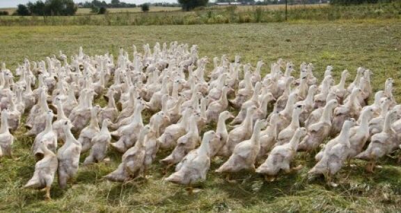 Aviculture : le risque de grippe aviaire redevient « mod&eacute;r&eacute; »