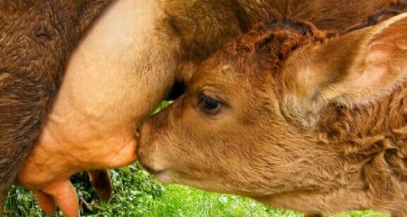 &Eacute;levage bovin : aide aux veaux sous la m&egrave;re et aux veaux bio 2023