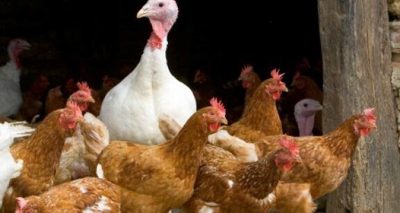 Aviculture : le risque de grippe aviaire retombe &agrave; « n&eacute;gligeable »