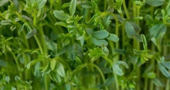 Cultures non-attractives pour les insectes pollinisateurs : du nouveau !