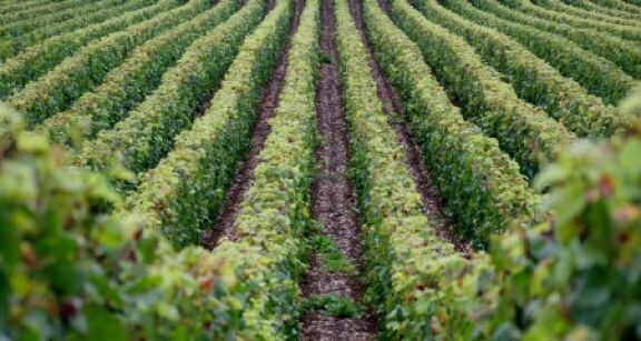 Viticulture : une enqu&ecirc;te sur les intentions d’arrachage de vignes