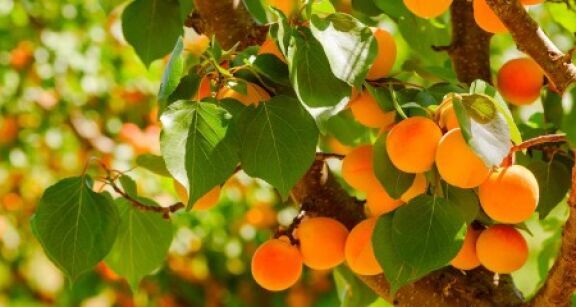 Arboriculteurs : aide &agrave; la r&eacute;novation des vergers