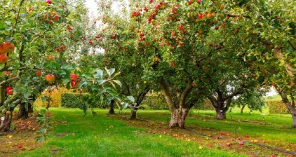 Arboriculture : aide &agrave; la plantation de pommiers &agrave; cidre