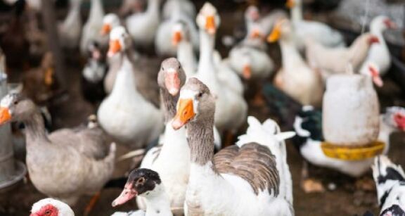 Aviculture : nouvelle campagne de vaccination contre la grippe aviaire