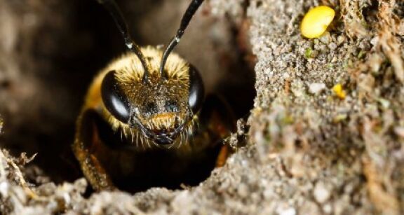 Apiculture : aide aux exploitations apicoles en difficult&eacute;
