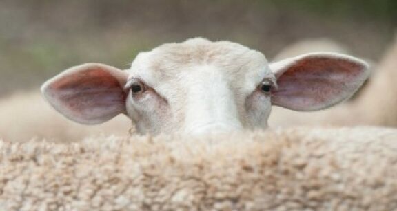 Elevages ovins et bovins : lutte contre la fi&egrave;vre catarrhale ovine