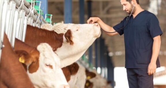 &Eacute;levages bovins et ovins : lutte contre la MHE