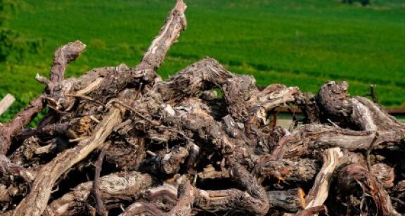 Viticulture : aide &agrave; l’arrachage de vignes