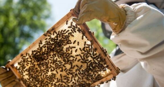 Apiculture : d&eacute;claration annuelle des ruches