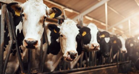&Eacute;levages bovins, ovins et caprins : montant des aides Pac 2024