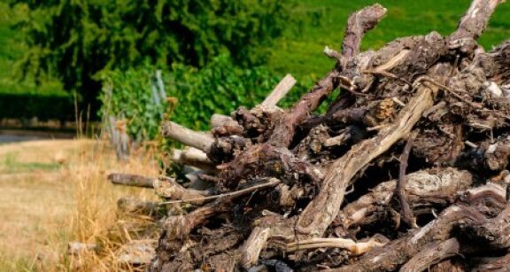 Viticulture : l’aide &agrave; l’arrachage de vignes peut &ecirc;tre demand&eacute;e