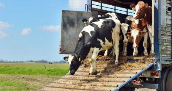 &Eacute;levages bovins et ovins : conditions de transport des animaux quittant la zone r&eacute;gul&eacute;e
