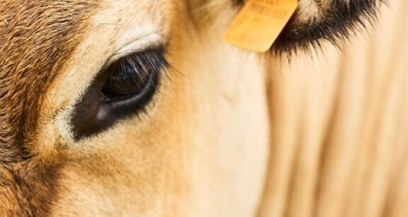 &Eacute;levage : mesures de lutte contre les &eacute;pizooties