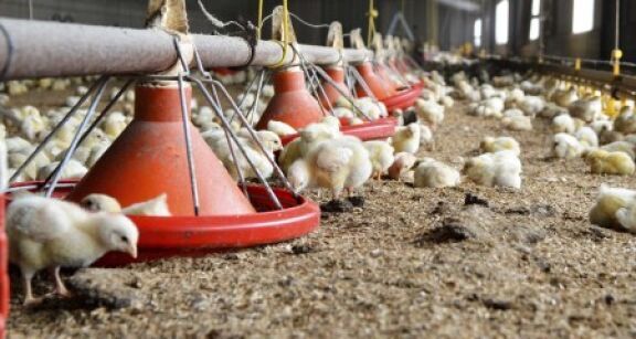 Aviculture : le risque de grippe aviaire redevient « &eacute;lev&eacute; »