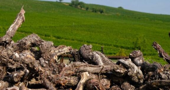 Viticulture : quel bilan pour les demandes d’aide &agrave; l’arrachage ?