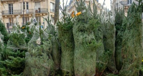 6 millions de sapins pour f&ecirc;ter No&euml;l