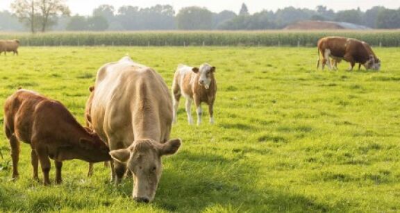 &Eacute;levages bovins et ovins : les mesures de soutien de la MSA