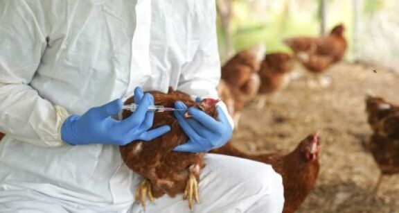 Aviculture : prise en charge par l’&Eacute;tat du co&ucirc;t de la vaccination contre la grippe aviaire