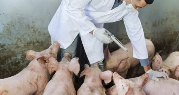 &Eacute;levages porcins : un plan d’audit sur la peste porcine africaine