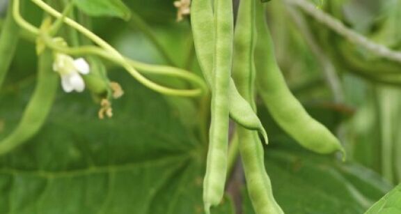 Mara&icirc;chage : lutte contre la bact&eacute;riose vasculaire du haricot