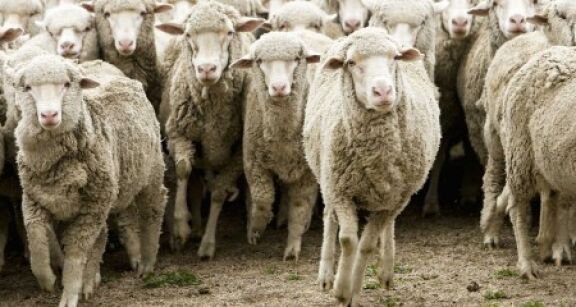&Eacute;levages ovins, caprins et bovins : indemnisation des pertes dues &agrave; la FCO
